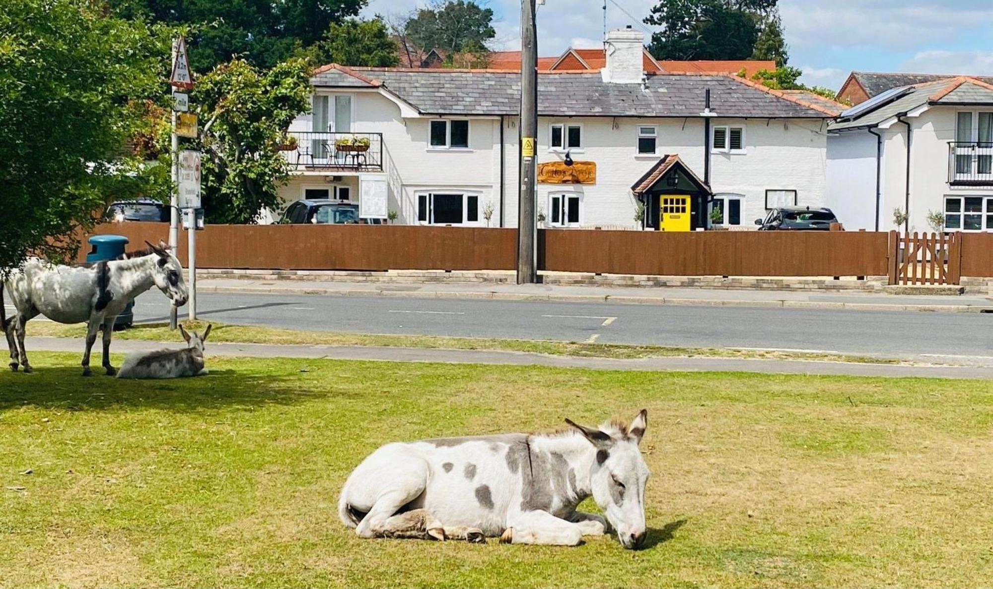 Cottage Lodge Hotel Brockenhurst Exteriör bild